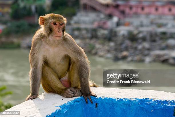 Rhesus monkey is sitting on a wall high above the holy river Ganges.