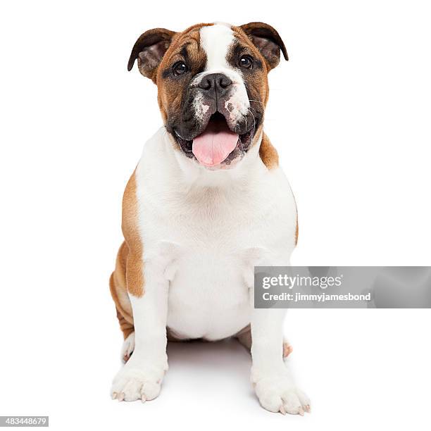 english bulldog sitting and looking - guard dog sitting stock pictures, royalty-free photos & images