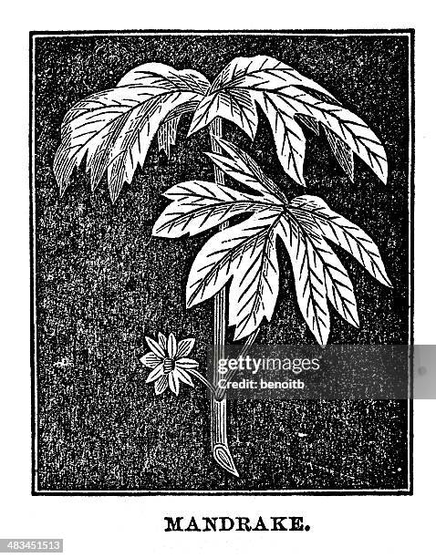 17 Ilustrações de Mandrake Flower - Getty Images