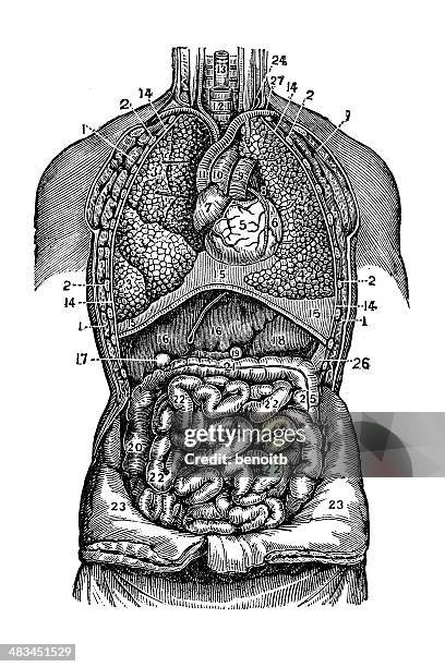 human anatomy - human liver stock illustrations