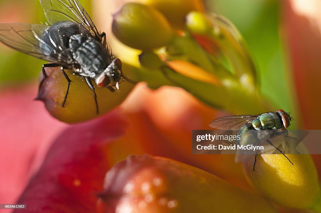 Common flies on flower buds in garden