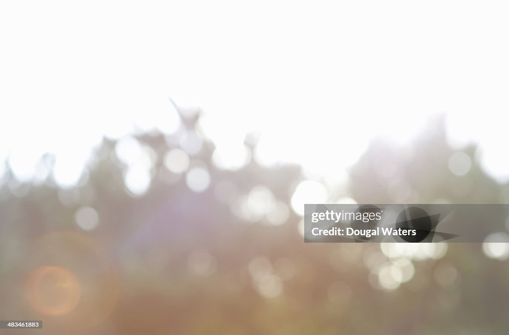 Defocused trees with flare