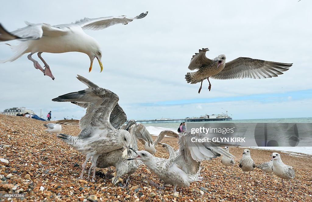 BRITAIN-TOURISM-NATURE-SEAGULLS