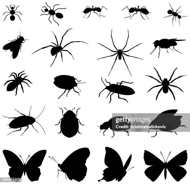 stockillustraties, clipart, cartoons en iconen met insects silhouette - spin