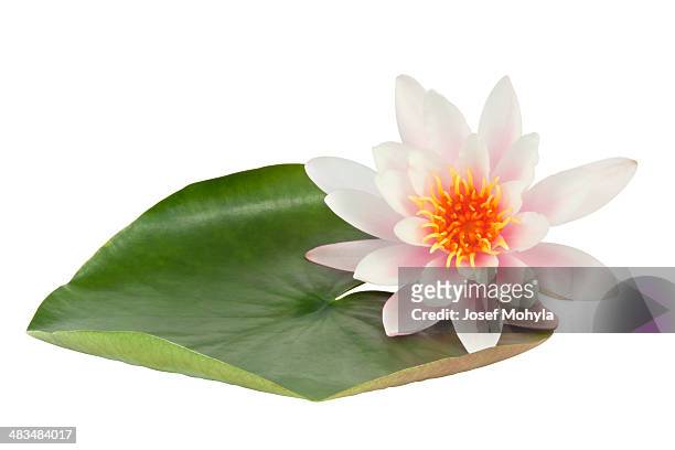 rosa lotusblume - wasserpflanze stock-fotos und bilder
