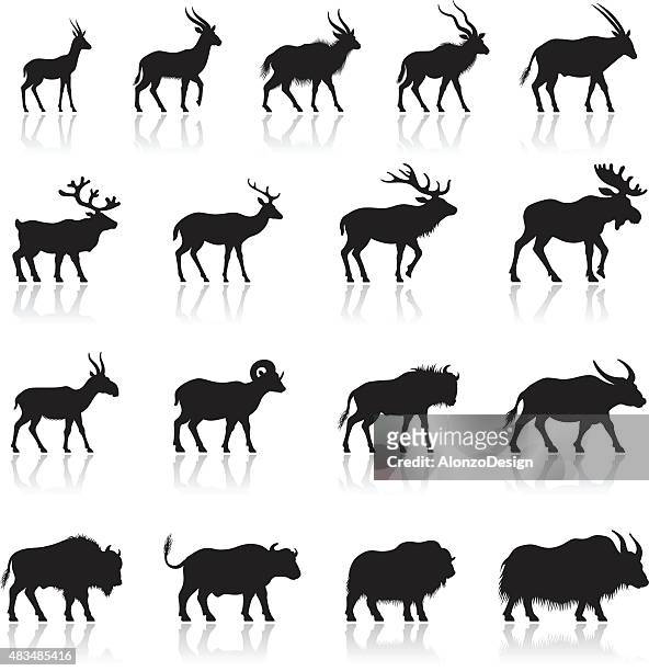 illustrations, cliparts, dessins animés et icônes de ensemble de silhouettes animales cornue - reindeer