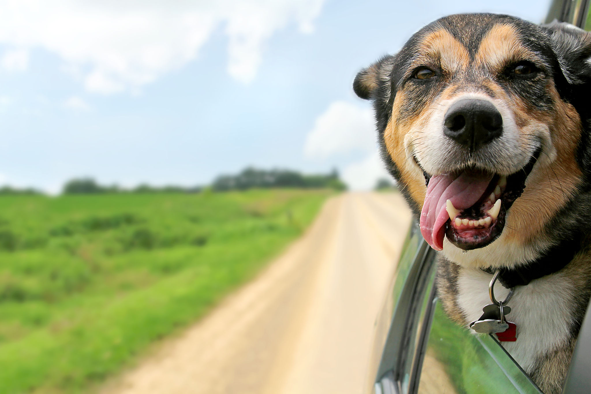 pet adoption process