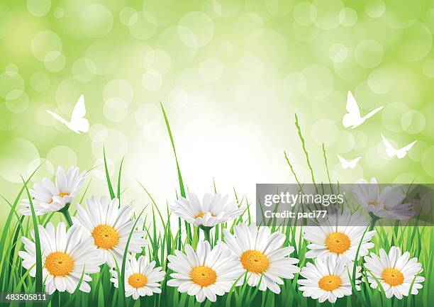 bildbanksillustrationer, clip art samt tecknat material och ikoner med spring daisy background - buskmargerit