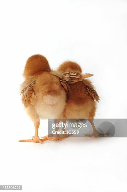 two chicks on white helping - assistance animals stock pictures, royalty-free photos & images