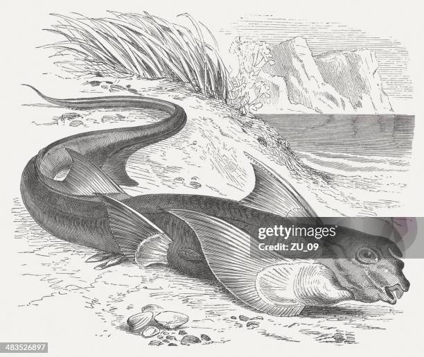 rabbit fish (chimaera monstrosa), wood engraving, published in 1884 - rabbitfish stock illustrations