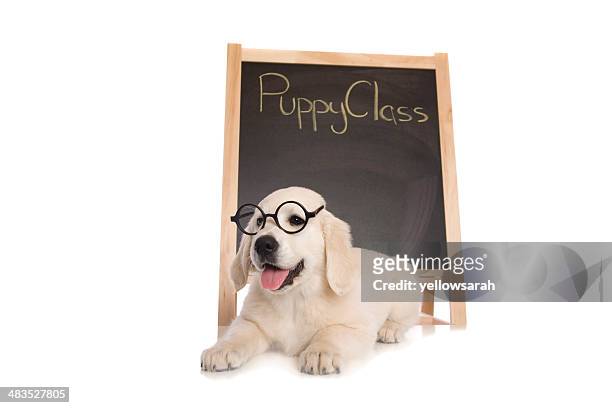 puppy class - sports training stock pictures, royalty-free photos & images