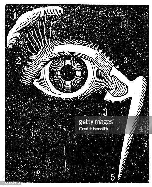ilustraciones, imágenes clip art, dibujos animados e iconos de stock de ojo humano - optic nerve