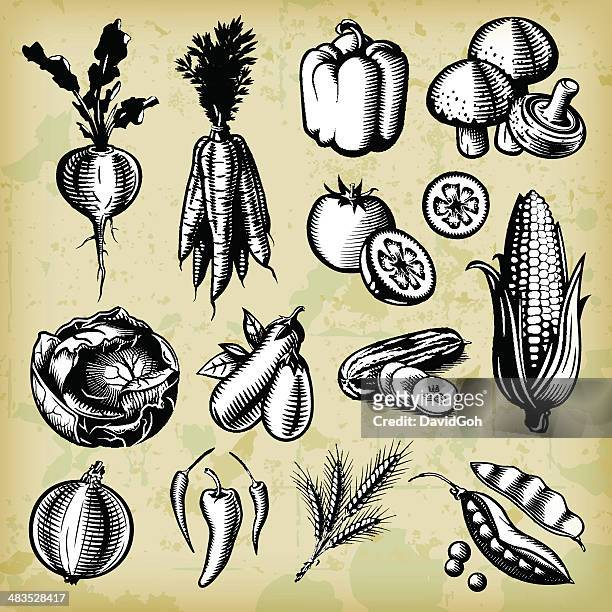 ilustraciones, imágenes clip art, dibujos animados e iconos de stock de conjunto de verduras vintage-b & w - nabo tubérculo