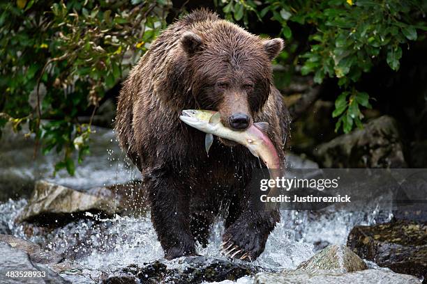 coastal brown bear catching a salmon - bear stock pictures, royalty-free photos & images