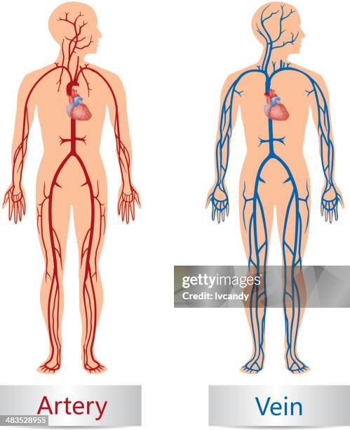 artery and vein - human vein stock illustrations