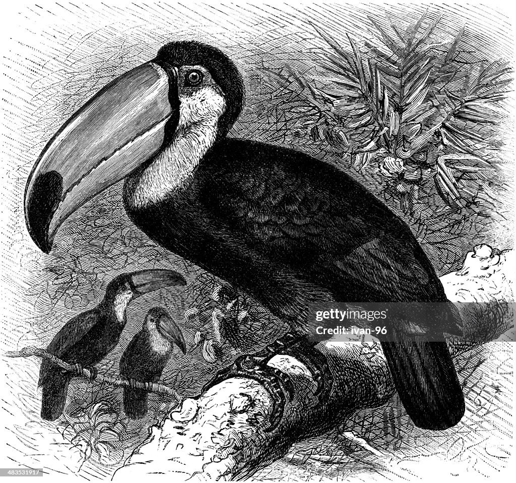 Toco toucan