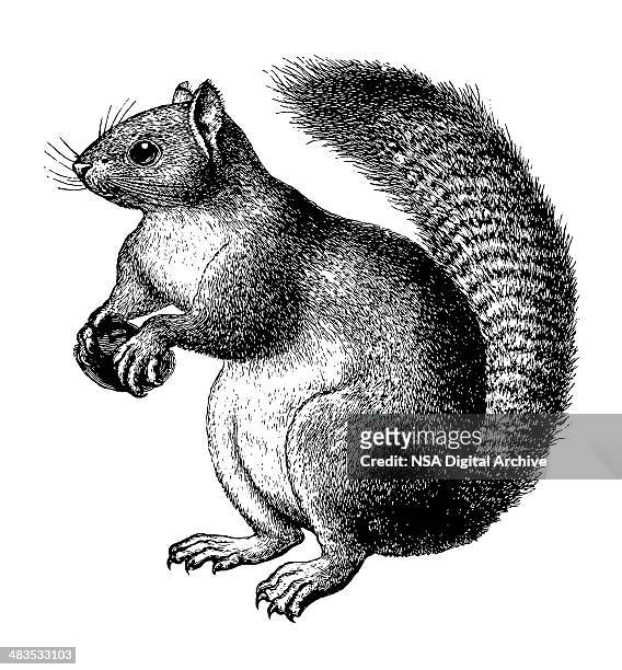 squirrel - engravement stock illustrations