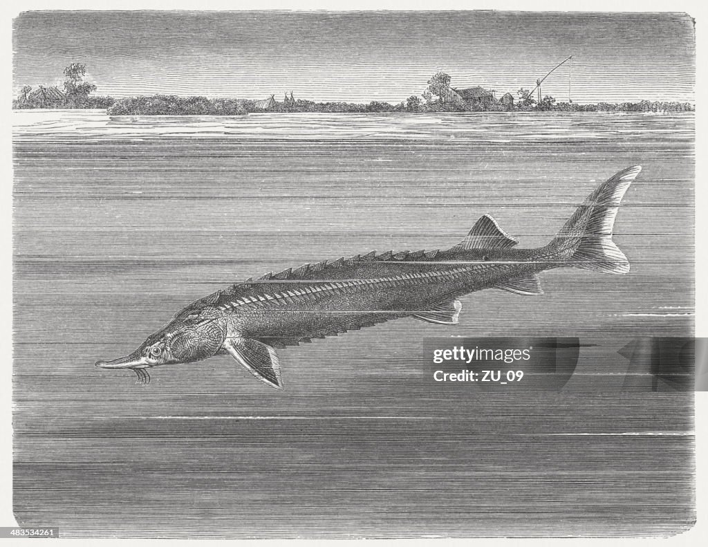 Sterlet (Acipenser ruthenus), wood engraving, published in 1884