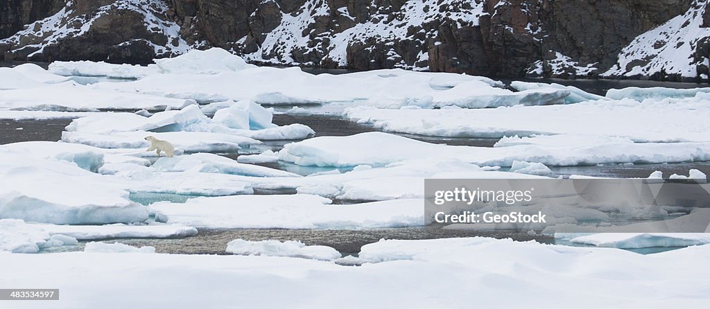 A polar bear on an ice floe