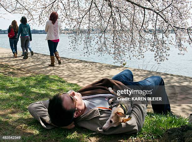 Man naps with his dog under blooming cherry trees April 9, 2014 near the Tidal Basin in Washington, DC. The trees should be at peak bloom over the...