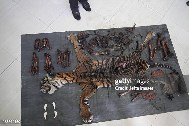 Bones and skin of the dead Sumatran tiger, illegally killed by poachers, seen on August 10, 2015 in Aceh, Indonesia Indonesian police have arrested...