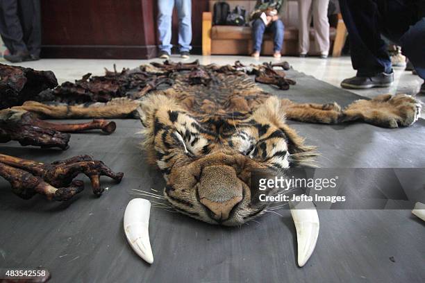 Skin and bones of the dead Sumatran tiger, illegally killed by poachers, seen on August 10, 2015 in Aceh, Indonesia Indonesian police have arrested...