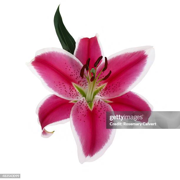 beautiful, large, pink stargazer lily close-up. - stargazer lily stock pictures, royalty-free photos & images