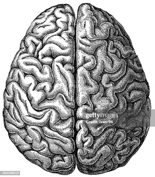 brain - synapse stock illustrations