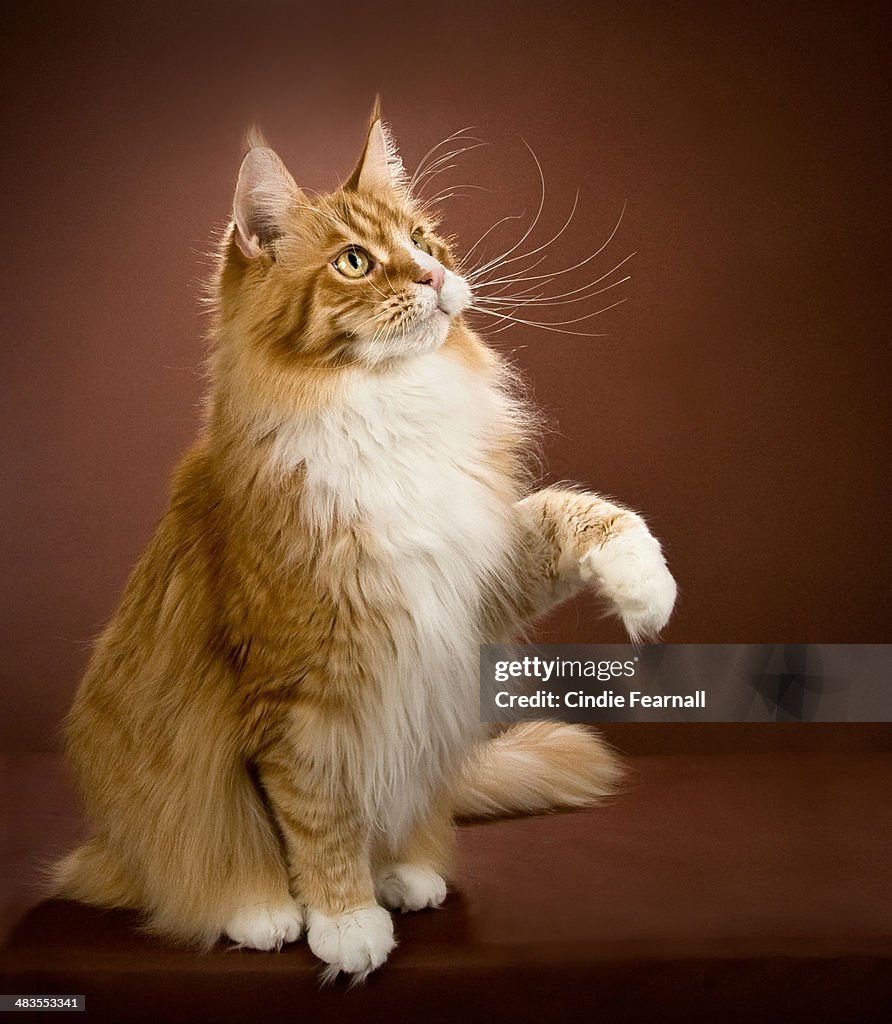 Playful Maine Coon Cat