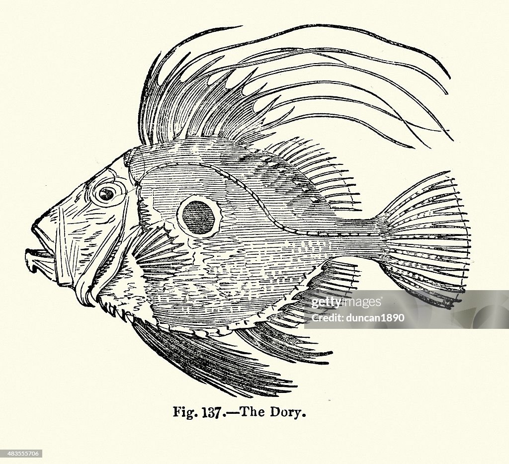 Dory fish