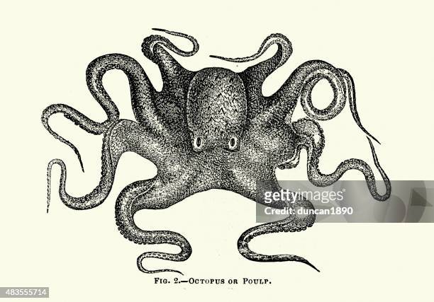 octopus - vintage octopus stock illustrations