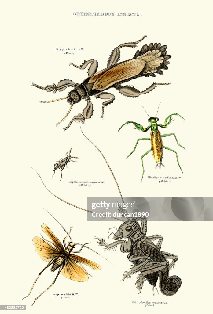 Natural History - Orthopterous Insects