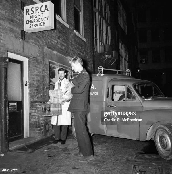 Official Nigel Bligh holding a rescued kitten at an RSPCA night emergency service, January 1964.