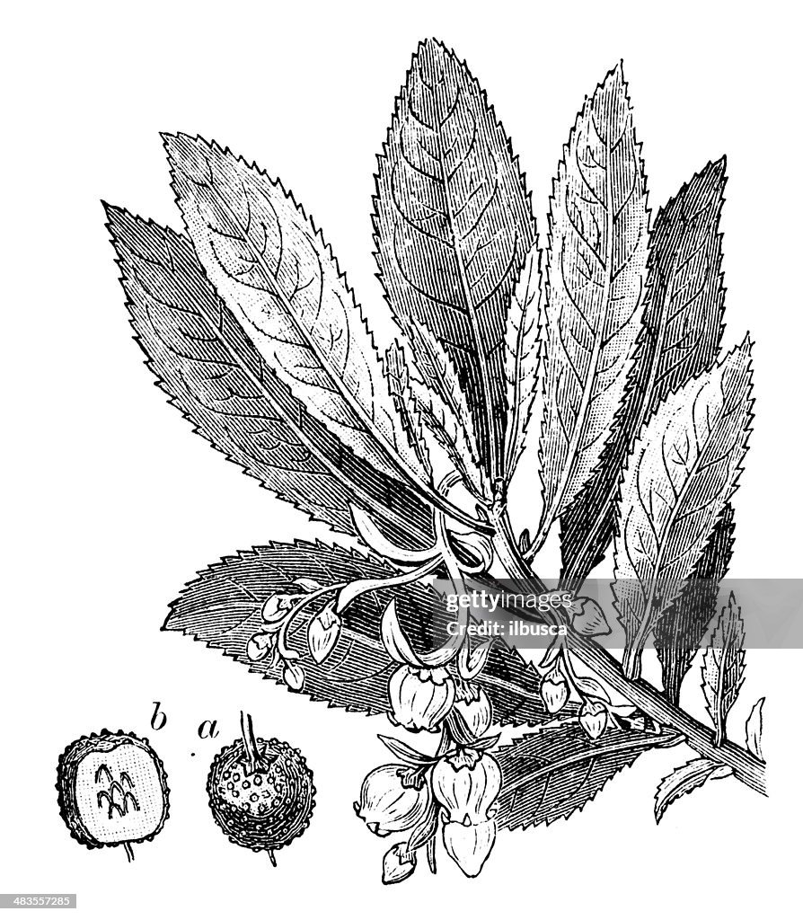 Antikes illustration von Arbutus unedo (strawberry Baum, cane apple)