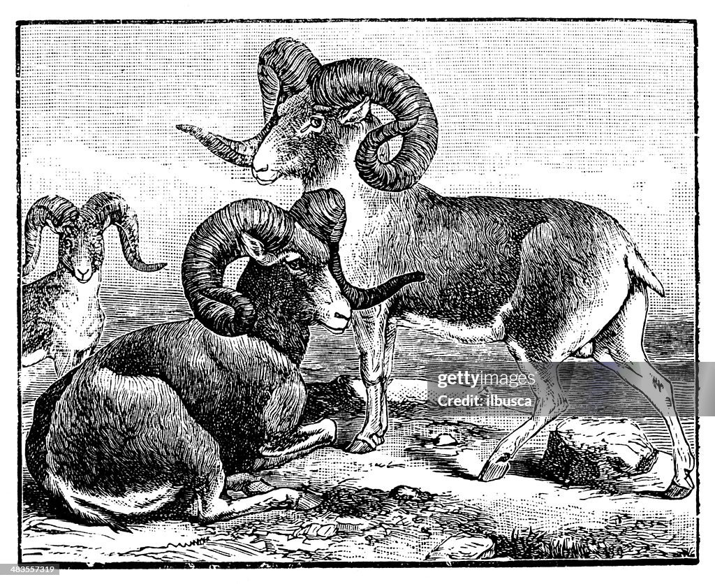 Antique illustration of argali sheep, mountain sheep (Ovis ammon)