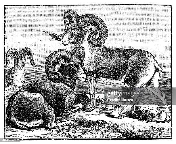 antique illustration of argali sheep, mountain sheep (ovis ammon) - argali stock illustrations