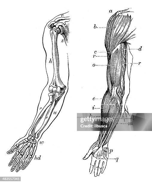 stockillustraties, clipart, cartoons en iconen met antique medical scientific illustration high-resolution: arm bones and muscles - bicep