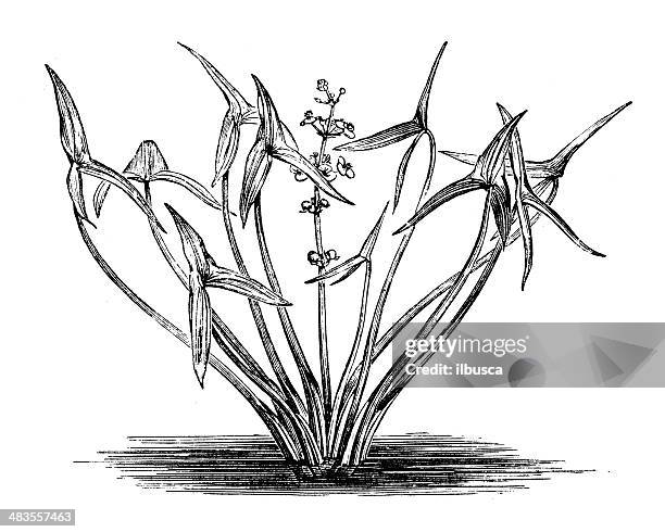 antique illustration of sagittaria sagittifolia (arrowhead) - sagittaria sagittifolia stock illustrations