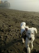 Happy Dog Playing on Beach