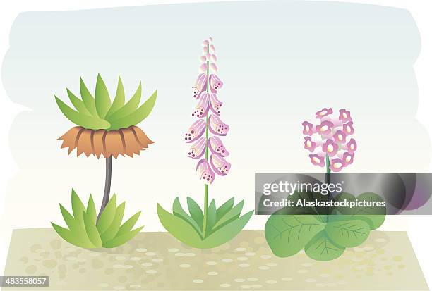 nice gardenflowers. - foxglove stock illustrations