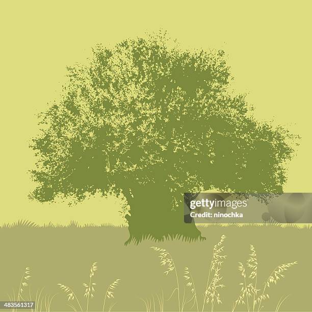 olive tree - olive farm stock illustrations