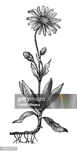 antique illustration of arnica montana (leopard's bane, wolf's bane) - arnica montana flower stock illustrations