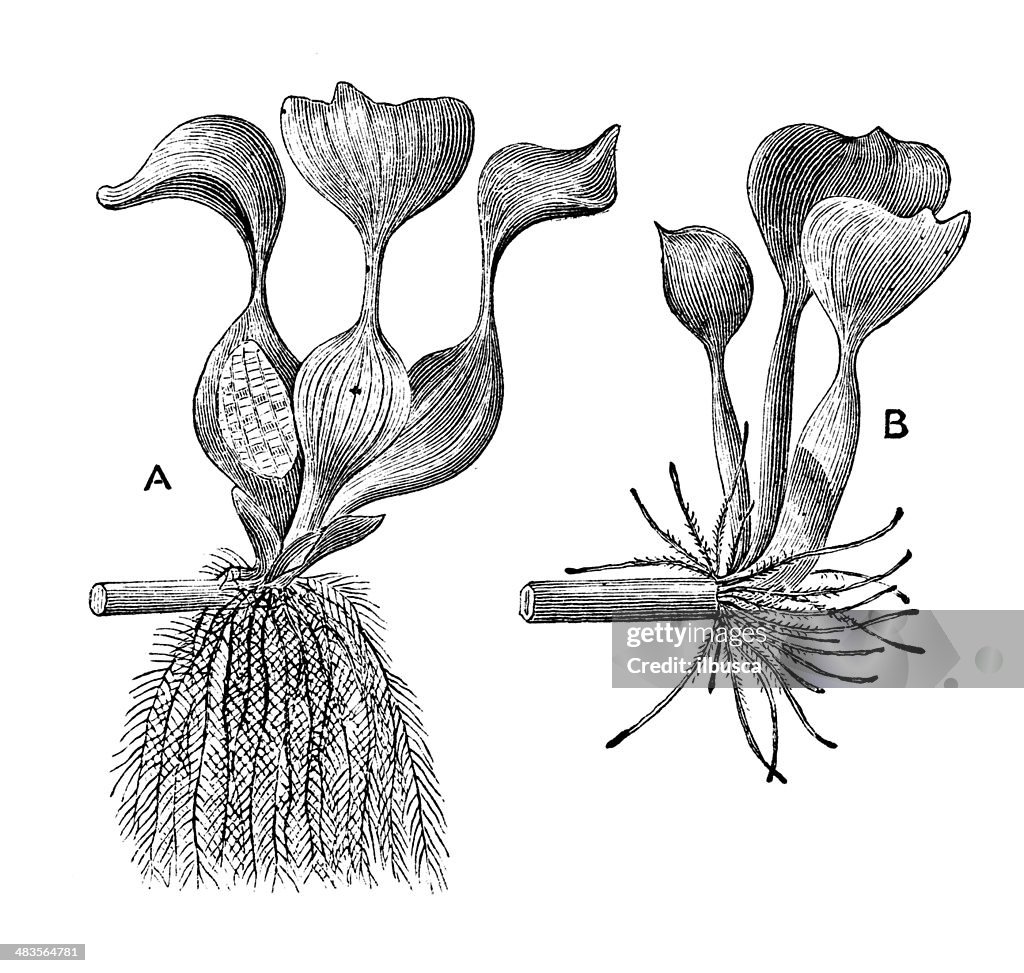 Antique illustration of water hyacinth (Eichhornia crassipes)