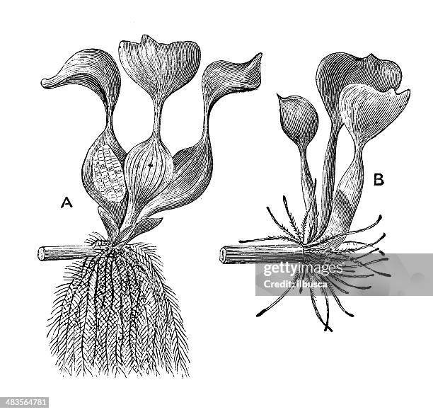 antique illustration of water hyacinth (eichhornia crassipes) - water hyacinth stock illustrations