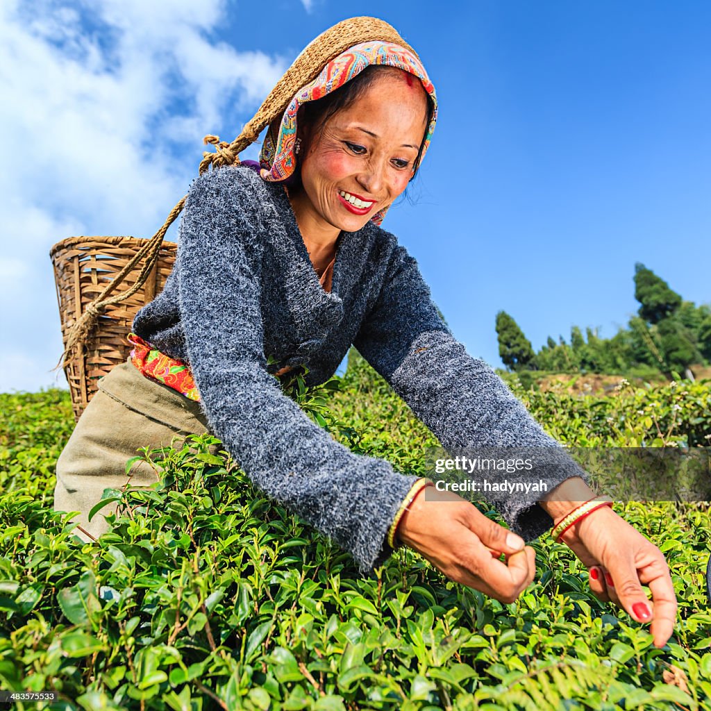 Indian pickers plucking tea leaves in Darjeeling, India