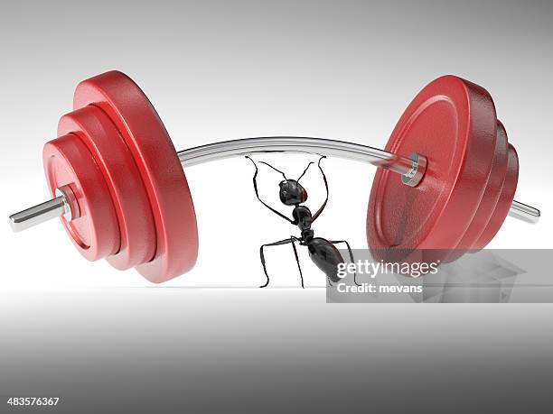 strength - ant carrying stock pictures, royalty-free photos & images