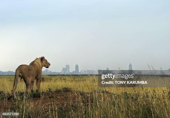 KENYA-CONSERVATION-WILDLIFE-LION KENYA-CONSERVATION-WILDLIFE-LION