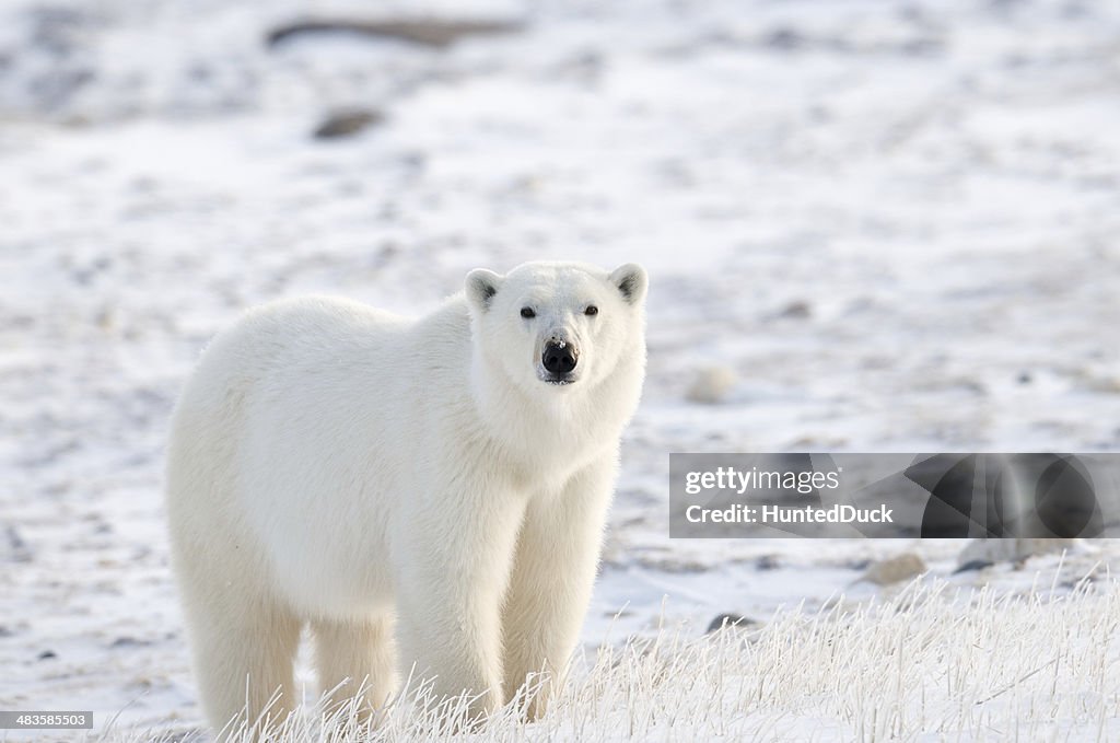 Tundra Polar