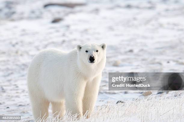 tundra polar - isbjörn bildbanksfoton och bilder