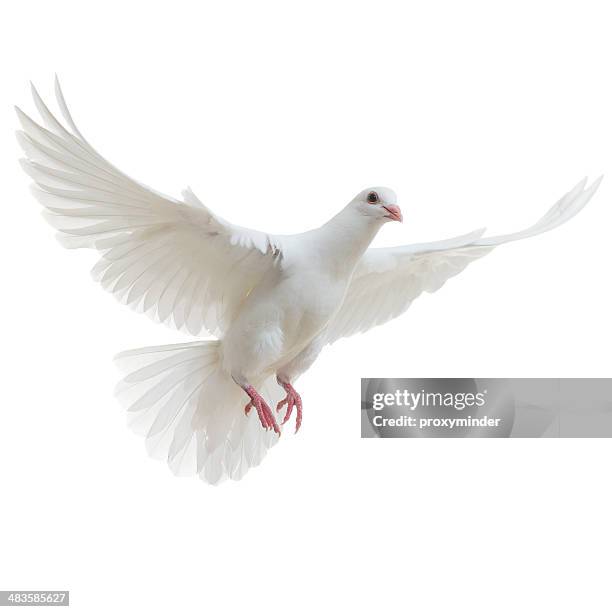 white dove isoliert - fliegen stock-fotos und bilder